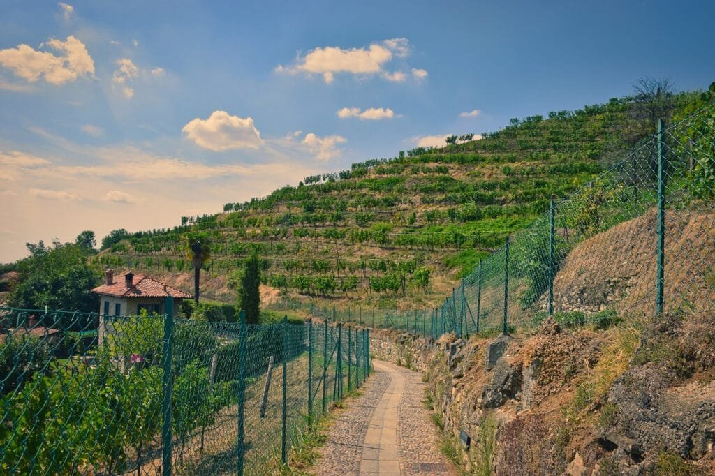 vinice, zeleň, příroda