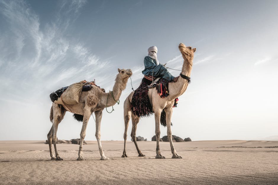 Afrika pro cestovatele | Kam jet poprvé, Historie a kultura 1 Bedouin man riding camels in the vast desert of Tamanrasset, Algeria.