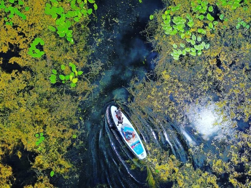 Aerial shot of person paddleboarding through lush, vibrant lake waters with dense green plants.