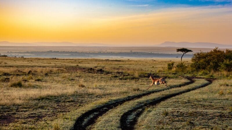Africa | Un continente pieno di vita e avventure 1 antelope, sunset, kenya, dusk, mammal, africa, landscape, safari,