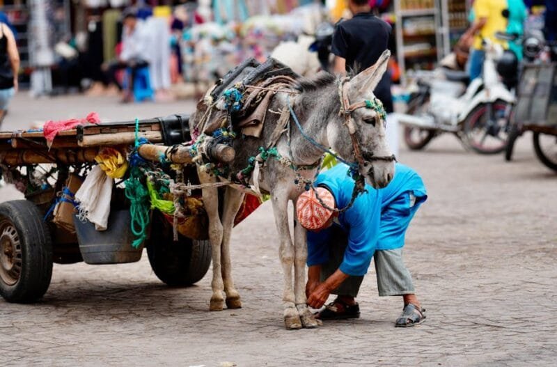 Marocco | Un viaggio nel cuore dell'Africa 2 A person attends to a donkey attached to a wooden cart in Marrakesh,
