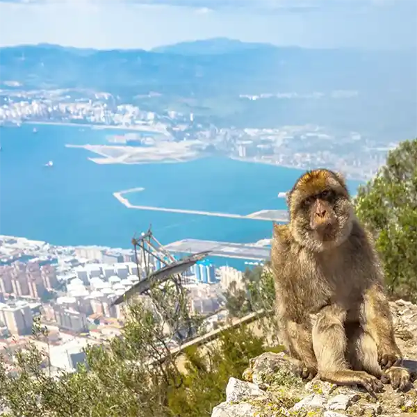 GIBRALTAR rock monkey GIBRALTAR rock monkey