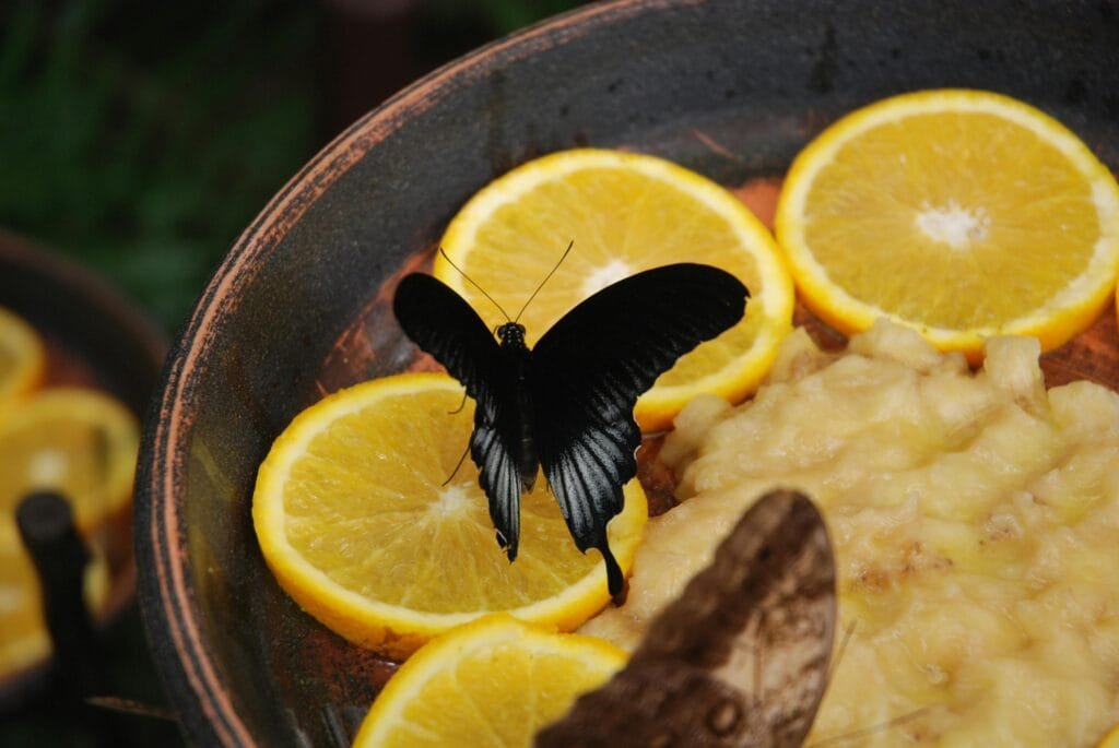 pexels photo 28771508 28771508 A black butterfly feasting on orange slices outdoors in Benalmádena, Spain.