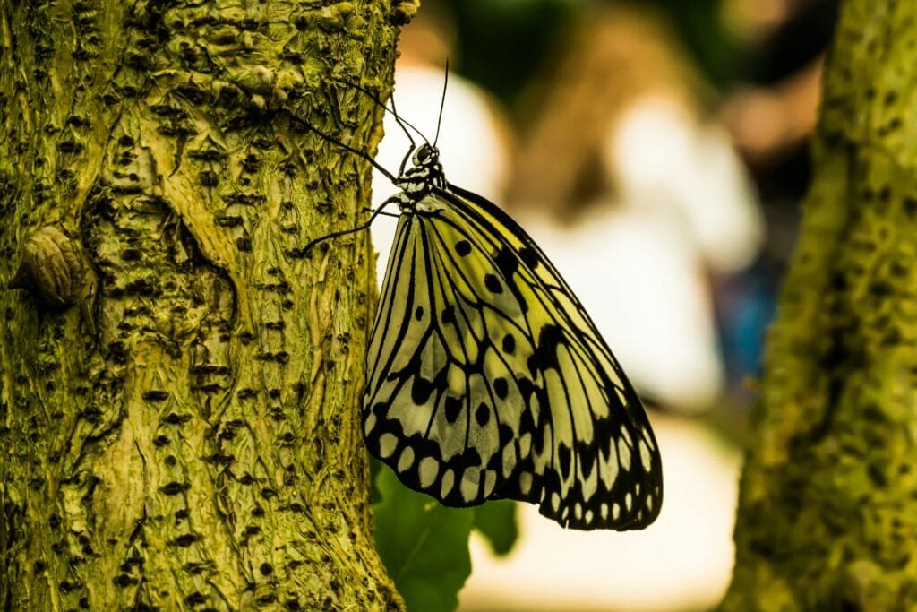 pexels photo 4595711 4595711 Stunning close-up of a paper kite butterfly resting on a textured tree trunk.